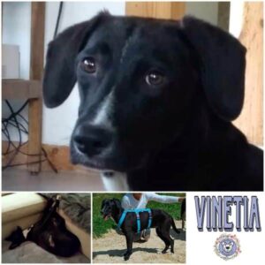 VINETIA in 78089 Unterkirnach - vermittelt