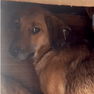 TAPOLI (♀) - vermisst 11/24