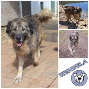 WENDELA (♀) in 06647 Finneland OT Lossa - vermittelt