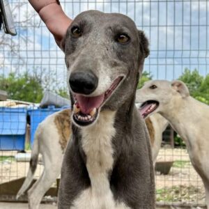 RENA - vermittelt Anna