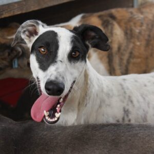 CALICO - ausgereist zum TH Darmstadt