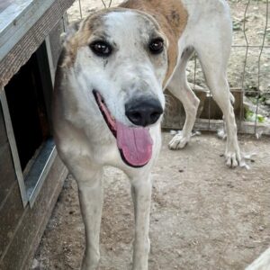 RÁPIDO - ausgereist zum TH Darmstadt