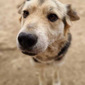 WIZZARD (♂) - vermisst 11/24