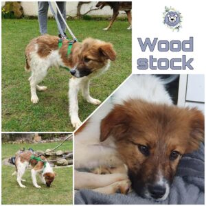 Woodstock in 26817 Rhauderfehn *vermittelt*