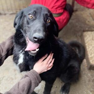 XANA - Probleme mit den Hinterbeinen - ausgereist zum TST Rösrath