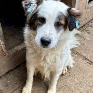 YARI (♂) - vermisst 11/24