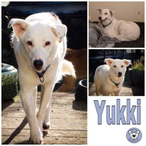 Yukki in 42781 Haan - vermittelt