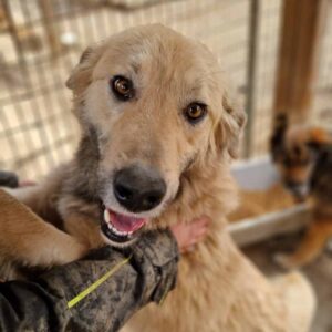 ZACHARY - vermittelt Manuela