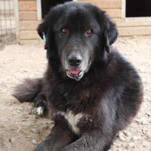 ZAYN - ausgereist zur Hilfe für Herdenschutzhunde